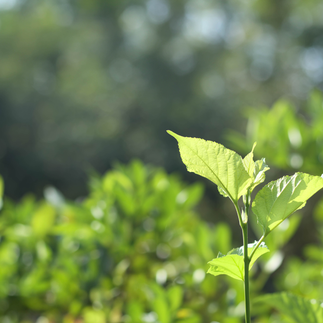 ISO 14001:2015 Sistema di gestione ambientale